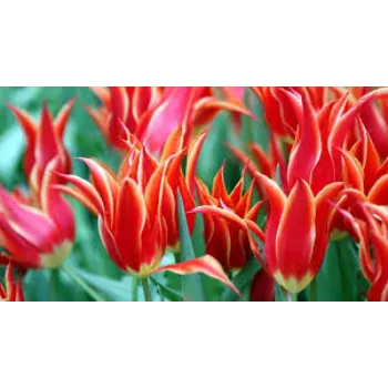 Red Tulip Flower
